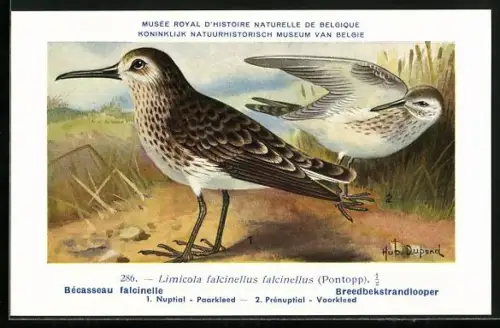 Künstler-AK Hubert Dupond: Bécasseau falcinelle, Limicola falcinellus falcinellus