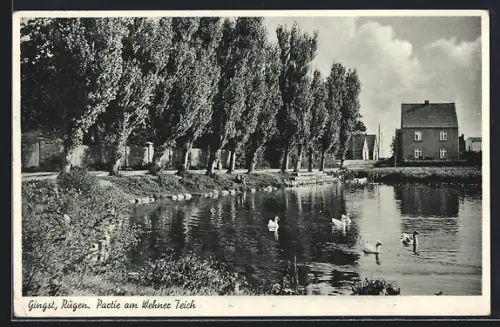 AK Gingst /Rügen, Partie am Wehner Teich