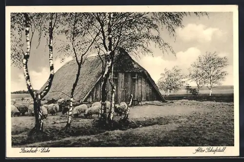 AK Steinbeck /Luhe, Alter Schafstall, Schafe, Landschaft