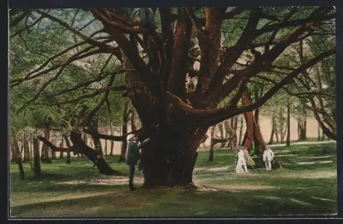 Künstler-AK Stubbenkammer a. Rügen, Hotel-Pension Stubbenkammer mit altem Baum