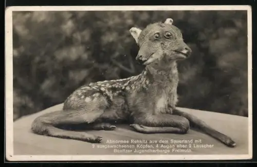 AK Abnormes Rehkitz aus dem Sauerland mit 2 Köpfen