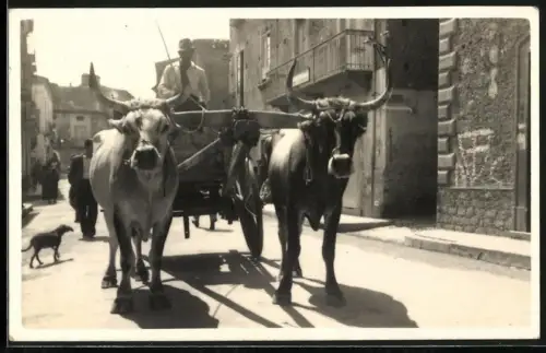 Fotografie albanischer Ochsenkarren in einer Stadt