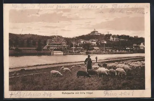 AK Werden a. d. Ruhr, Ruhrpartie mit Villa Hügel und Schafherde