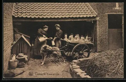 AK Vlaamsche Melkboerin, Hundegespann