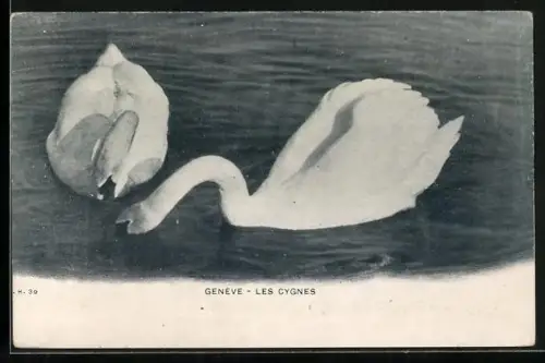 AK Genève, Les Cygnes, weisse Schwäne
