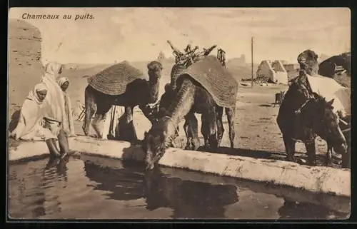 AK Chameaux au puits