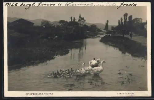 AK Volo, Flusspartie mit Gänsefamilie und Panoramablick