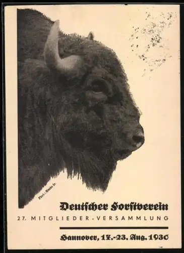 AK Hannover, Deutscher Forstverein, 27. Mitglieder-Versammlung 1930, Büffel