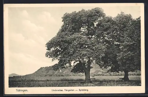 AK Tübingen, Lindenallee, Tiergarten, Spitzberg