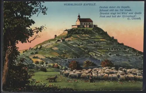 AK Wurmlingen / Rottenburg, Blick auf Kapelle, Schafsherde