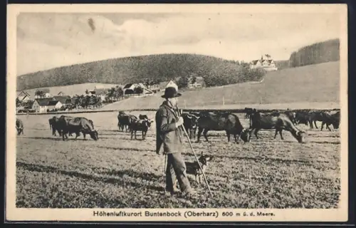 AK Buntenbock i. Oberharz, Kuhhirte mit Vieh