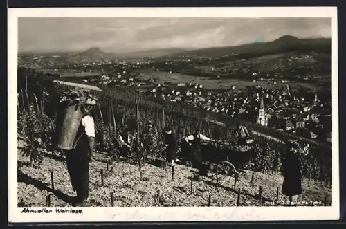 AK Ahrweiler, Weinlese
