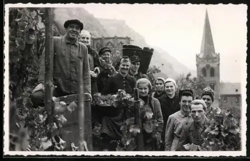Fotografie Weinbauern bei der Lese in den Reben, Weinlese