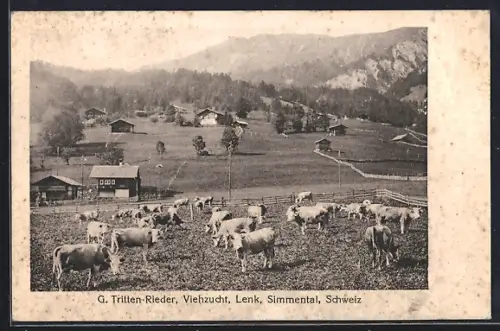 AK Lenk /Simmental, Viehzucht von G. Tritten-Rieder