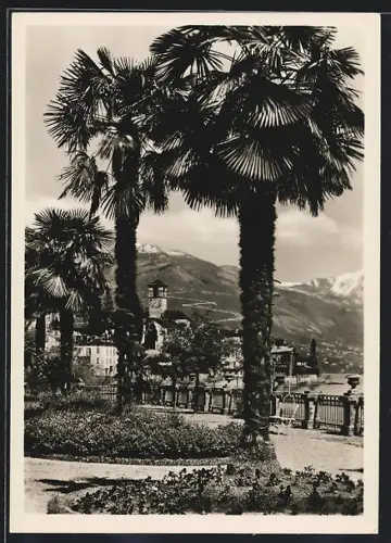 AK Brissago /Lago Maggiore, Panorama mit Palmen