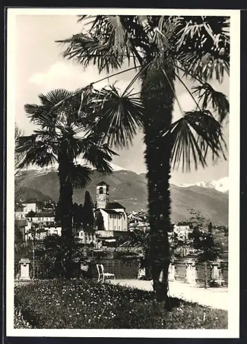 AK Brissago /Lago Maggiore, Panorama mit Palmen