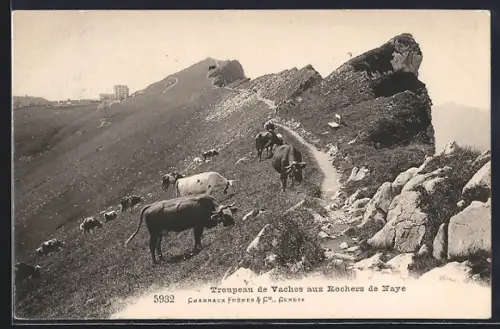 AK Rochers de Naye, Troupeau de Vaches