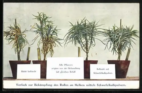 AK Reklame für Schwefelkalkpulver gegen Rost an Nelken