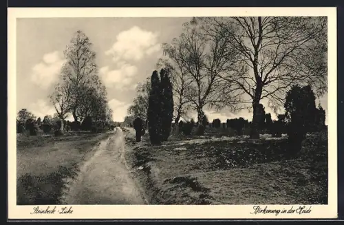 AK Steinbeck / Luhe, Birkenweg in der Heide