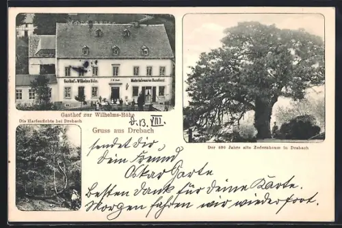 AK Drebach, Gasthof zur Wilhelms-Höhe, 400 Jahre alte Zedernbaum, Harfenfichte