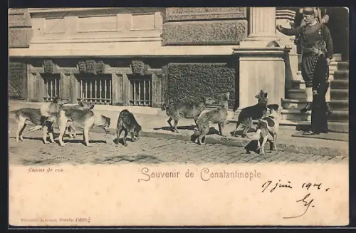 AK Constantinople, Chiens de rue
