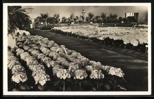 AK Essen, Reichsgartenschau 1938, Blumen-Sonderschau in den Hallen, Ausstellung