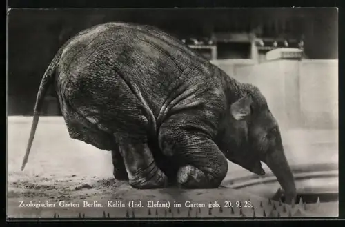 AK Berlin, Zoologischer Garten, Kalifa, Ind. Elefantkind, im Garten