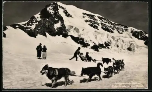 AK Jungfraujoch, Schlittenhunde mit Schlitten vor dem Mönch
