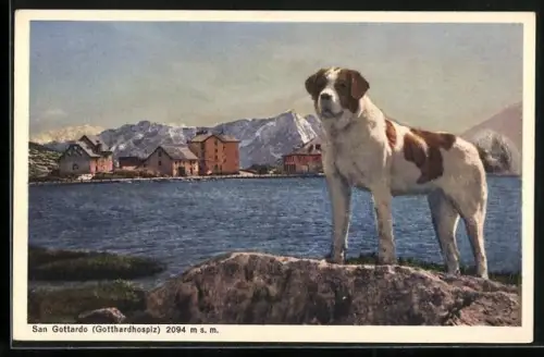 AK San Gottardo, Bernhardiner am Strand
