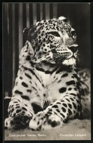 AK Berlin, Zoologischer Garten, Persischer Leopard