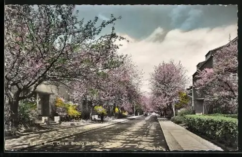AK Berlin Britz, Onkel-Bräsig-Strasse mit blühenden Bäumen