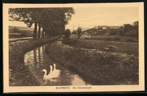 AK Blomberg / Lippe, Schwäne am Diestelbach