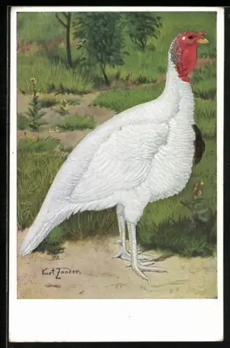 Künstler-AK sign. Kurt Zander: Weisser amerikanischer Schneeputer