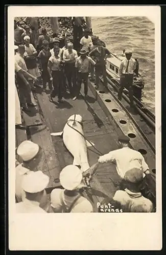 AK Punta Arenas, Gefangener Hai