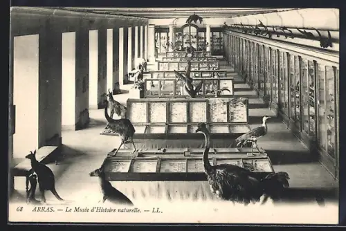 AK Arras, Le Musée d`Histoire naturelle
