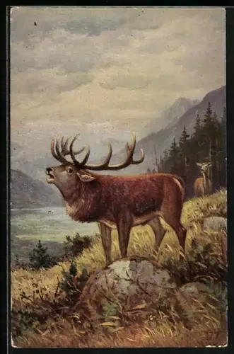 Künstler-AK Degi Nr. 1285: Röhrender Hirsch mit Hirschkuh im Hintergrund