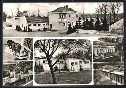AK Berlin, Tierheim Lankwitz, Dessauerstrasse 21-25, Dackel am Napf, Gehege