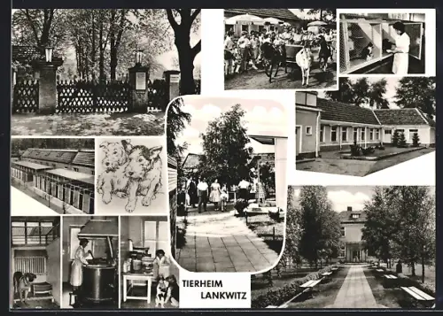 AK Berlin-Lankwitz, Tierheim, Dessauerstrasse 21-25, Hund, Pony, Esel