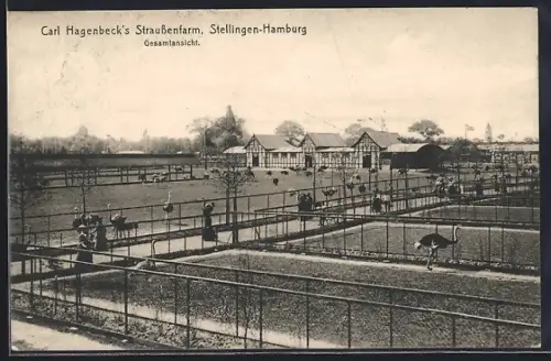AK Hamburg-Stellingen, Zoo, Carl Hagenbeck`s Straussenfarm
