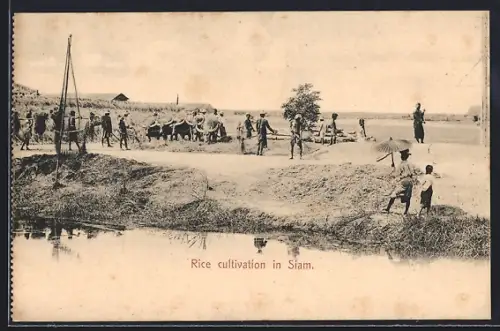 AK Siam, Rice cultivation