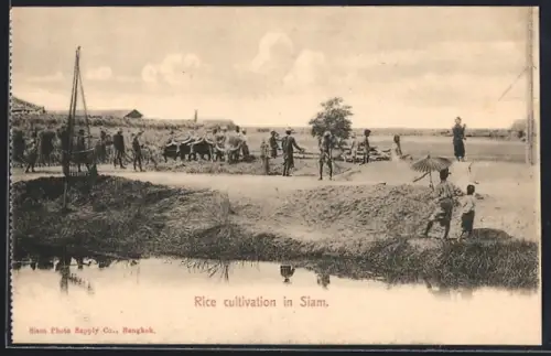AK Siam, Rice cultivation