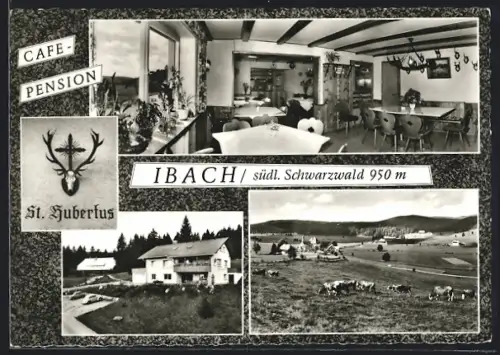 AK Ibach /Süd. Schwarzwald, Pension St. Hubertus, Innenansicht, Gesamtansicht und Kühe auf der Weide, Bes. F. Herzog