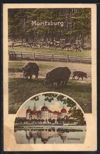 AK Moritzburg / Sachsen, Schloss, Wildgehege, Wildschweine