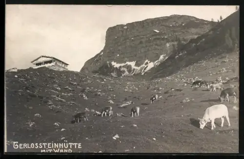 AK Gerlossteinhütte, Berghütte mit Wand, davor weidende Kühe