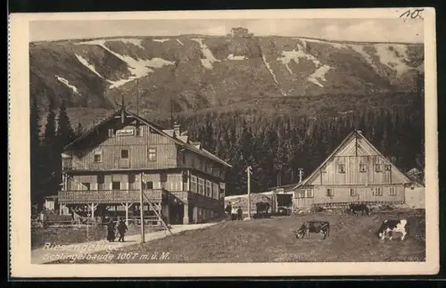 AK Schlingelbaude im Riesengebirge mit Kühen