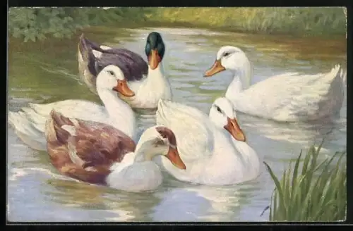 AK Enten auf einem Gewässer