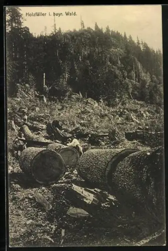 AK Holzfäller beim Zerteilen eines riesigen Baumstammes