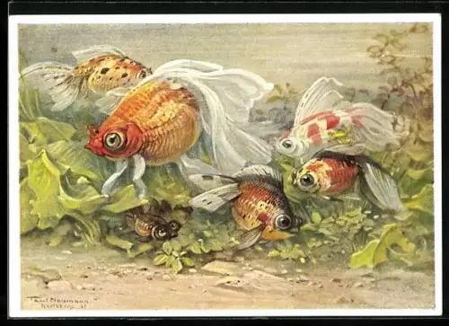 AK Berliner Aquarium, Schleierfische (Zucht-Rasse des Goldfisches)