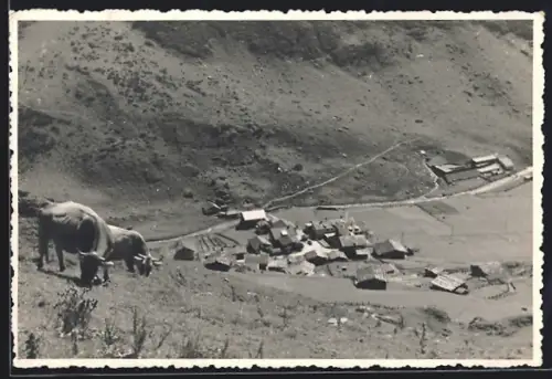 AK Hintertux /Zillertal, Teilansicht mit Rindern