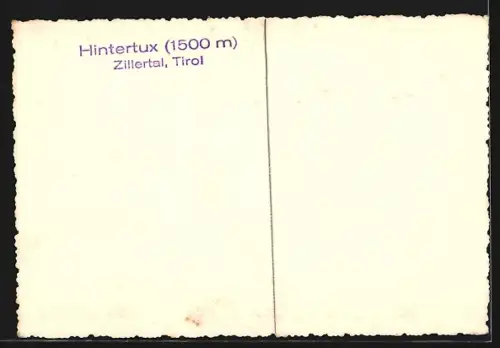 AK Hintertux /Zillertal, Teilansicht mit Rindern